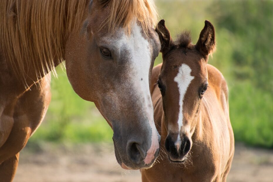 foal, mare, mother